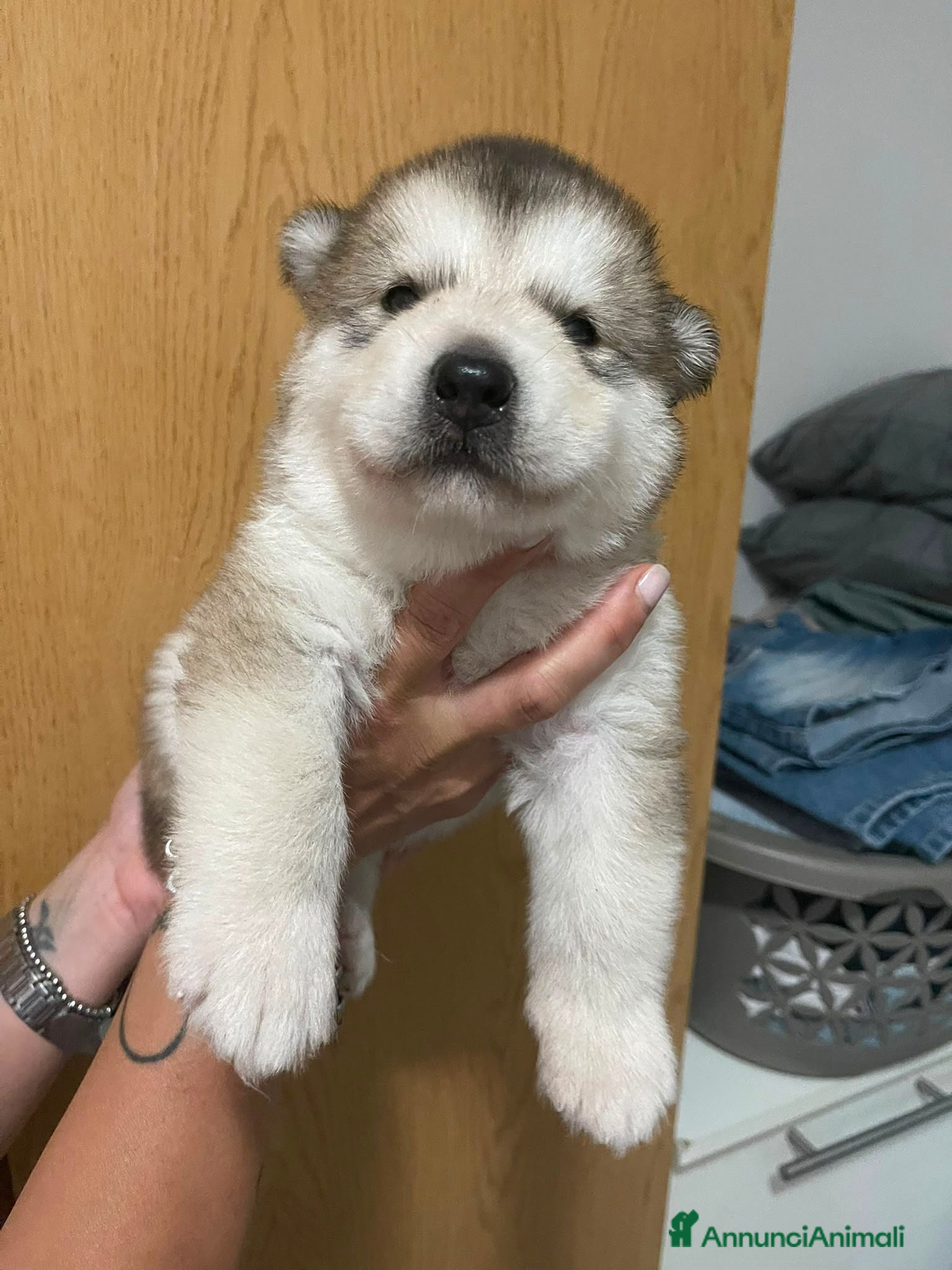 Alaskan Malamute cani cucciolata di Alaskan Malamute - Annuncio 2