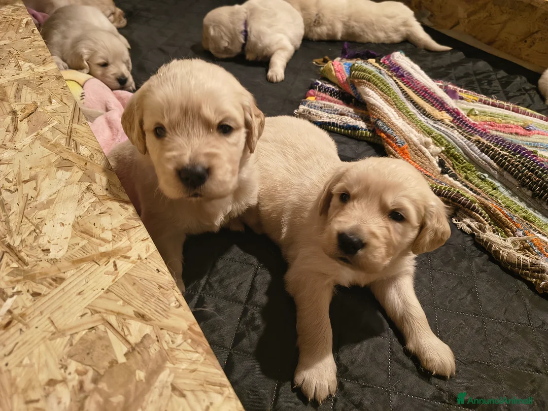 Golden Retriever cani in vendita: Cuccioli di Golden Retriever con Pedigree a Città Metropolitana di Firenze - Annuncio 3
