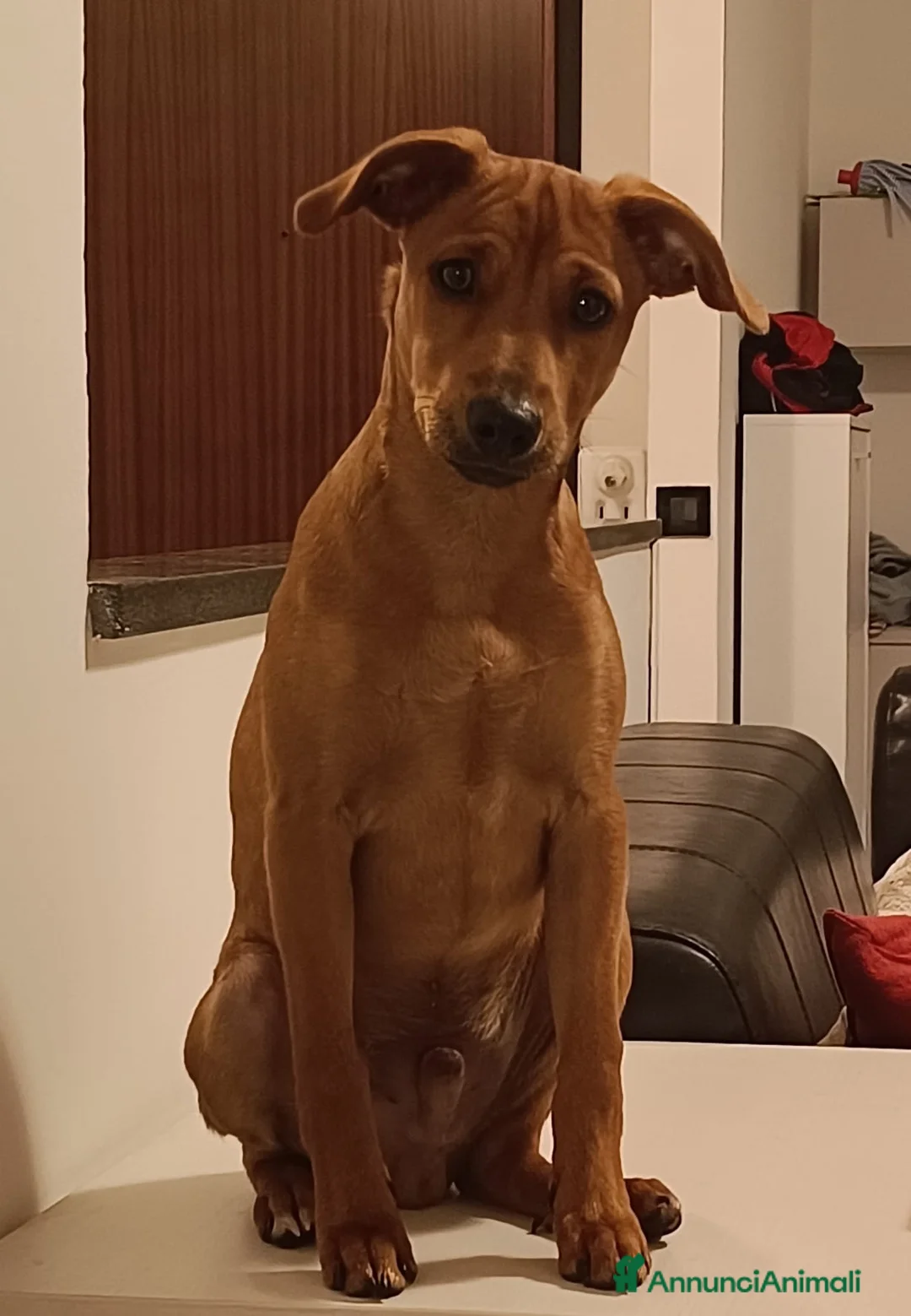 Affenpinscher cani in regalo: Cucciolo incrocio  - Annuncio 2