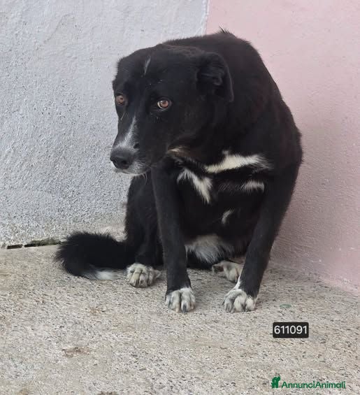 Meticcio cani Tiffany - Annuncio 13