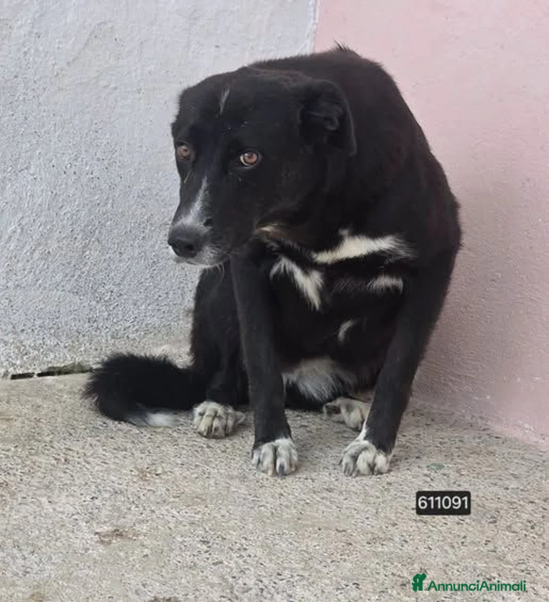 Meticcio cani in regalo: Tiffany - Annuncio 1