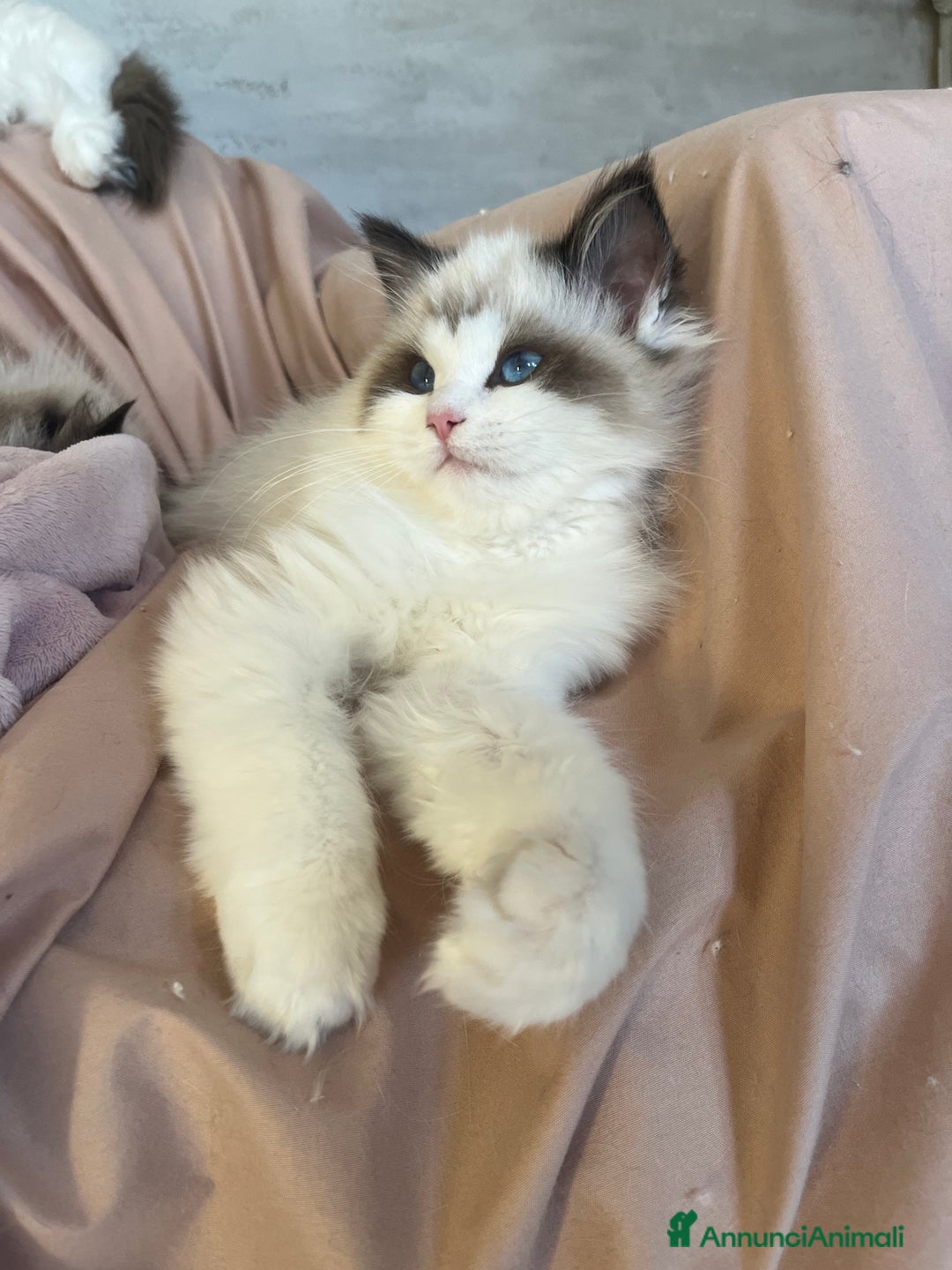 Ragdoll gatti in vendita: Cucciole Ragdoll disponibili subito pedigree  - Annuncio 3