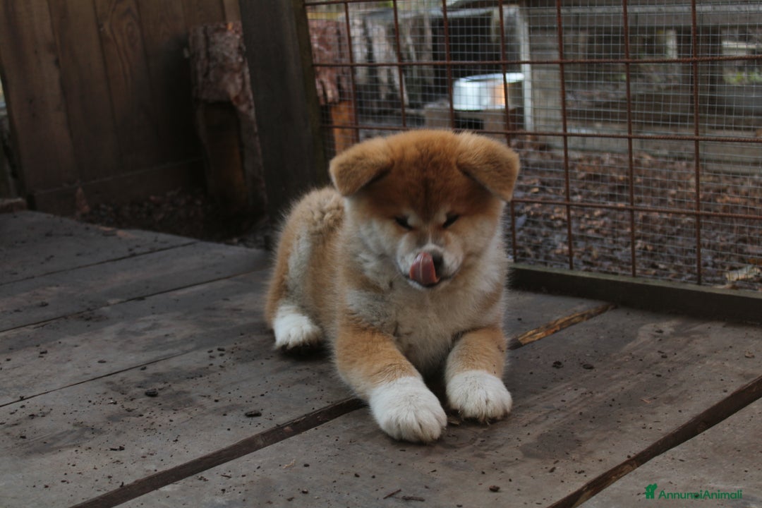 Akita Inu cani in vendita: Akita inu cucciolo - Annuncio 3