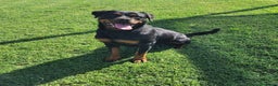 Rottweiler cani in regalo: Straordinaria Rottweiler di nome Beverly - Annuncio 7