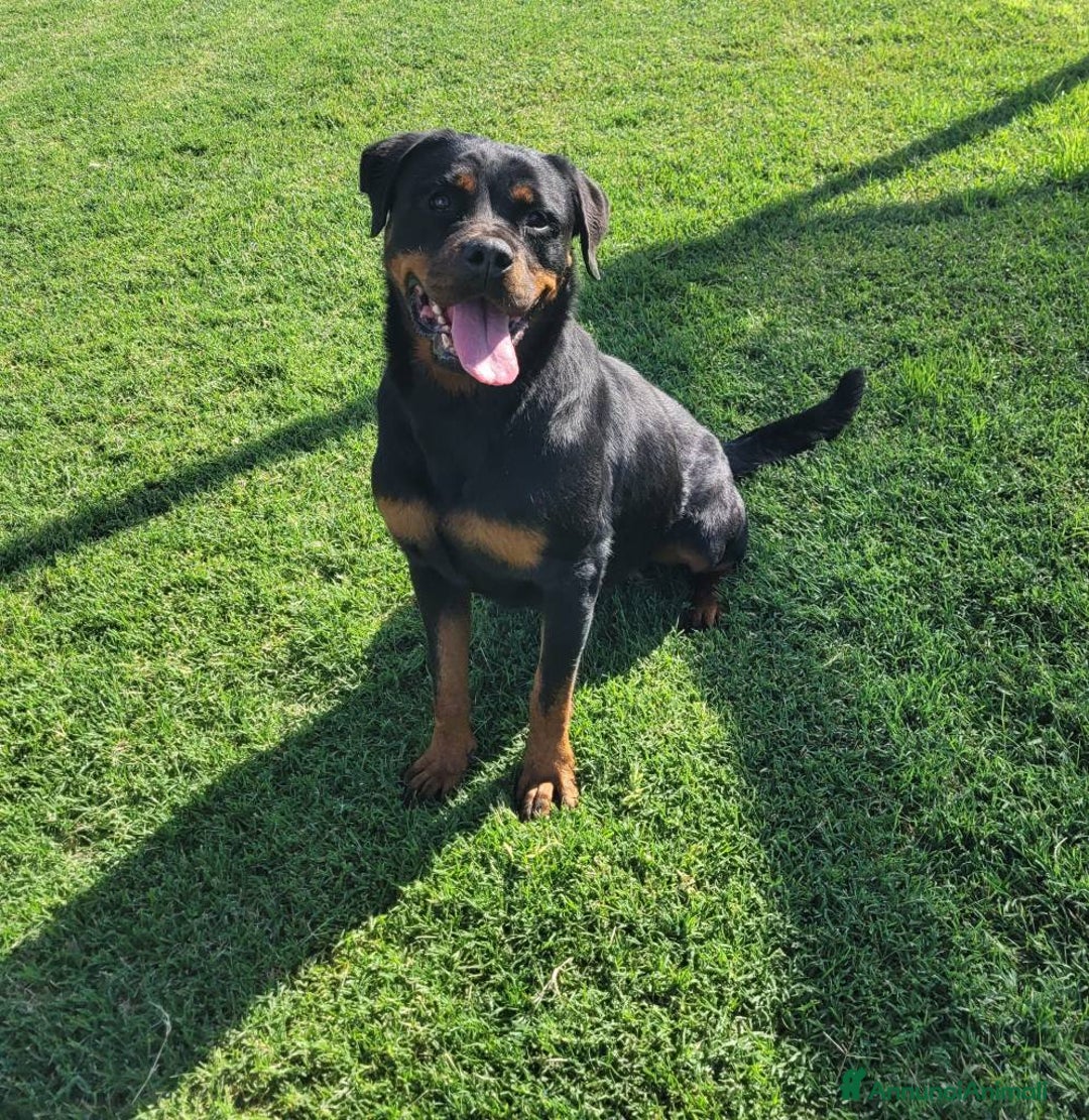 Rottweiler cani in regalo: Straordinaria Rottweiler di nome Beverly - Annuncio 7
