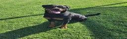 Rottweiler cani in regalo: Straordinaria Rottweiler di nome Beverly - Annuncio 7