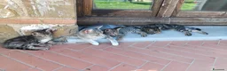 Europeo gatti in regalo: 4 cuccioli da adottare  - Annuncio 2