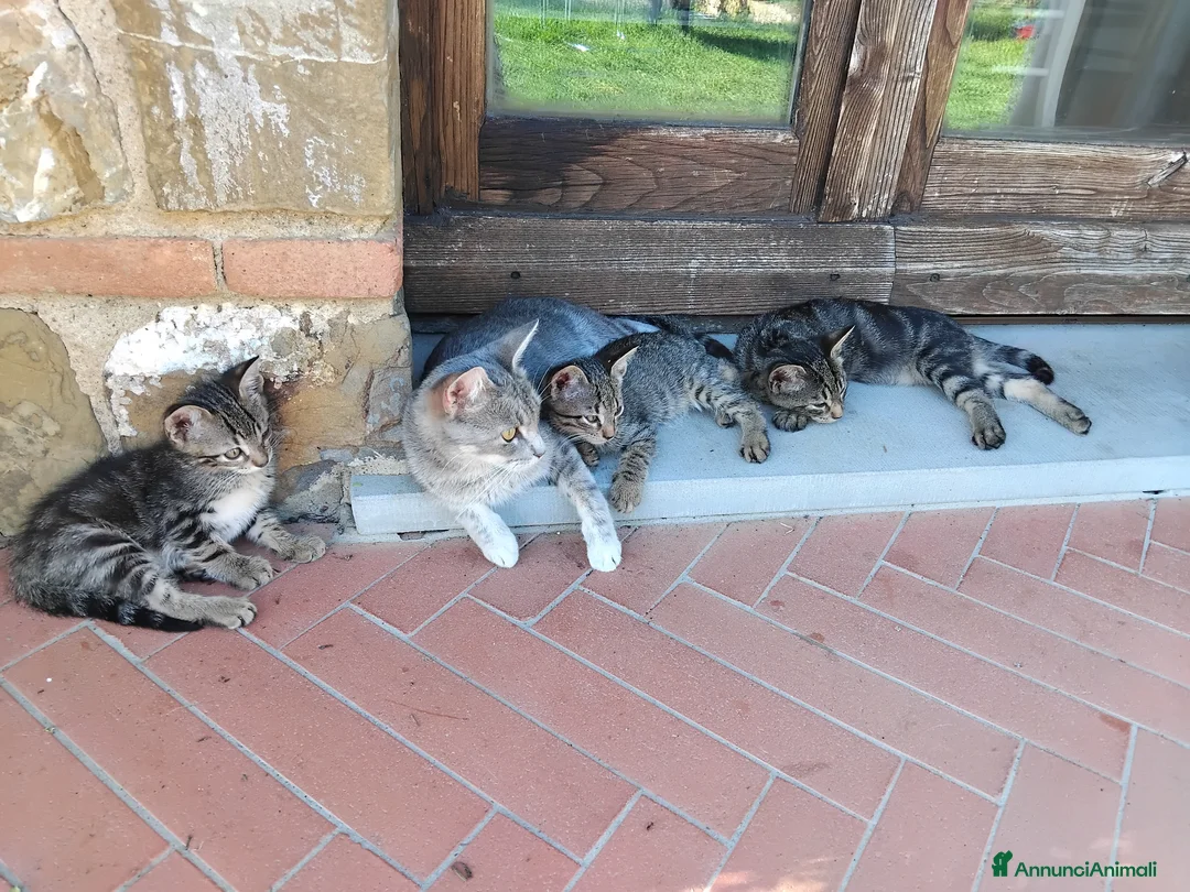Europeo gatti in regalo: 4 cuccioli da adottare  - Annuncio 2