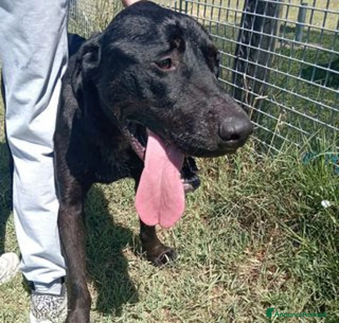 Meticcio cani in regalo: Black il gigante dal cuore tenero mastino/corso a Provincia di Latina - Annuncio 6