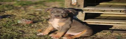 Pitbull cani in vendita: Pit Bull con pedigree anche a rate  - Annuncio 4