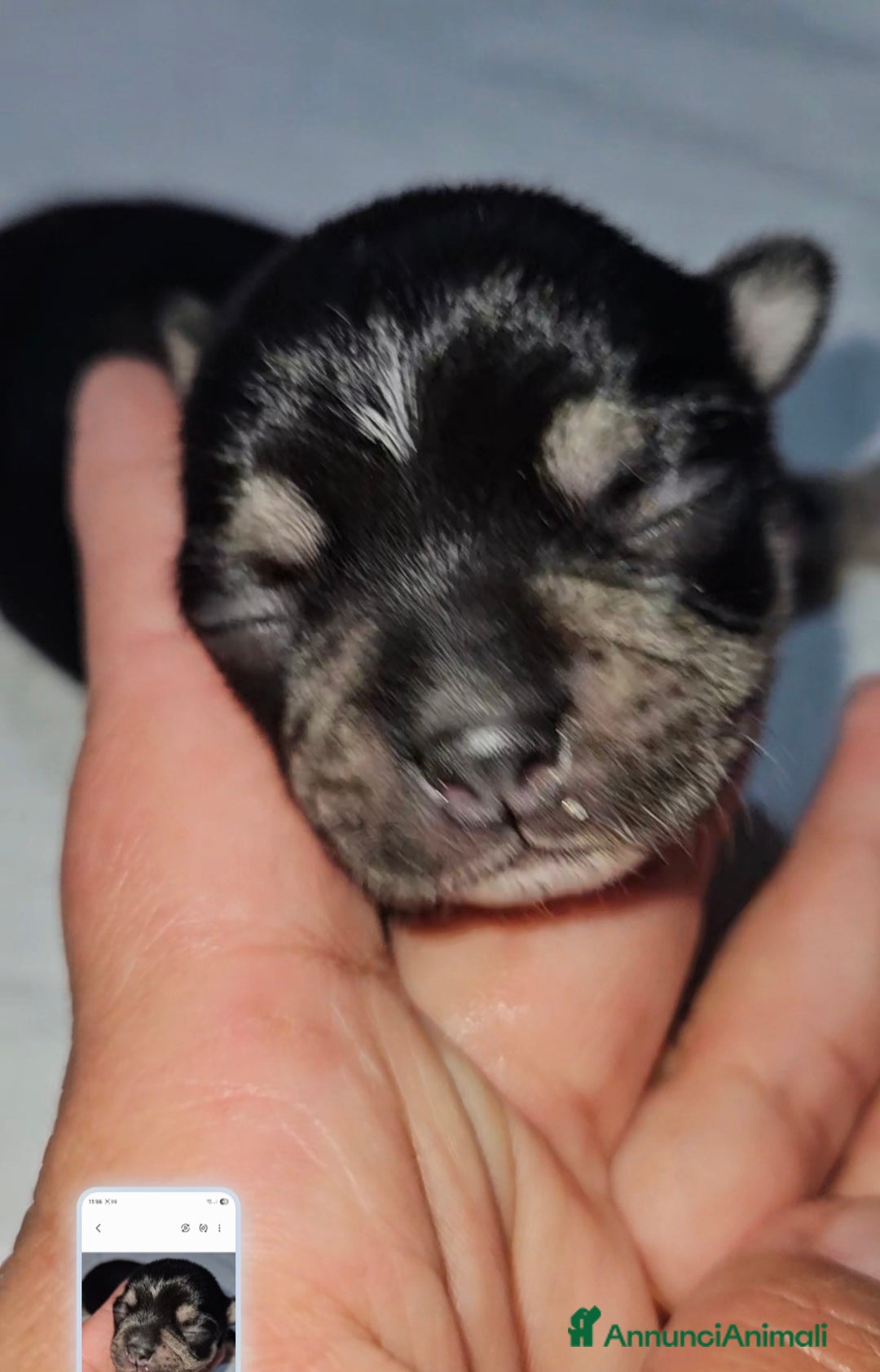 Chihuahua cani in vendita: Chihuahua pedigree Enci  - Annuncio 6