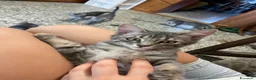 Meticcio gatti in vendita: Gattina giocosa  - Annuncio 5