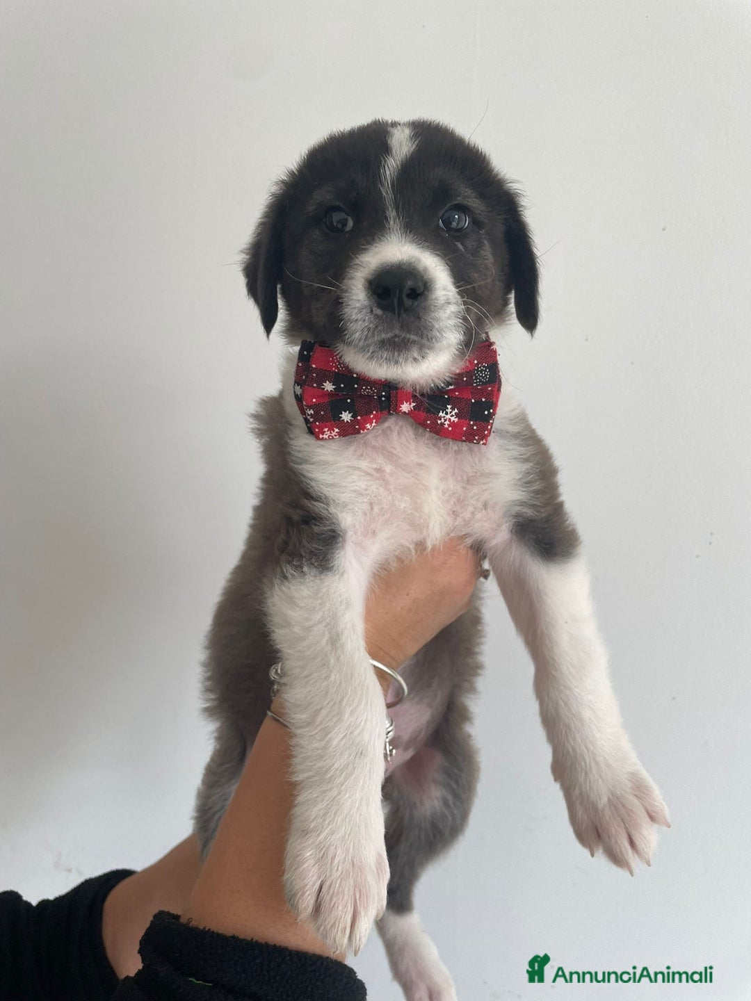 Meticcio cani in regalo: 4 SPLENDIDI CUCCIOLI - Annuncio 4