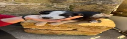 Meticcio cani in regalo: Cuccioli cercano casa - Annuncio 5