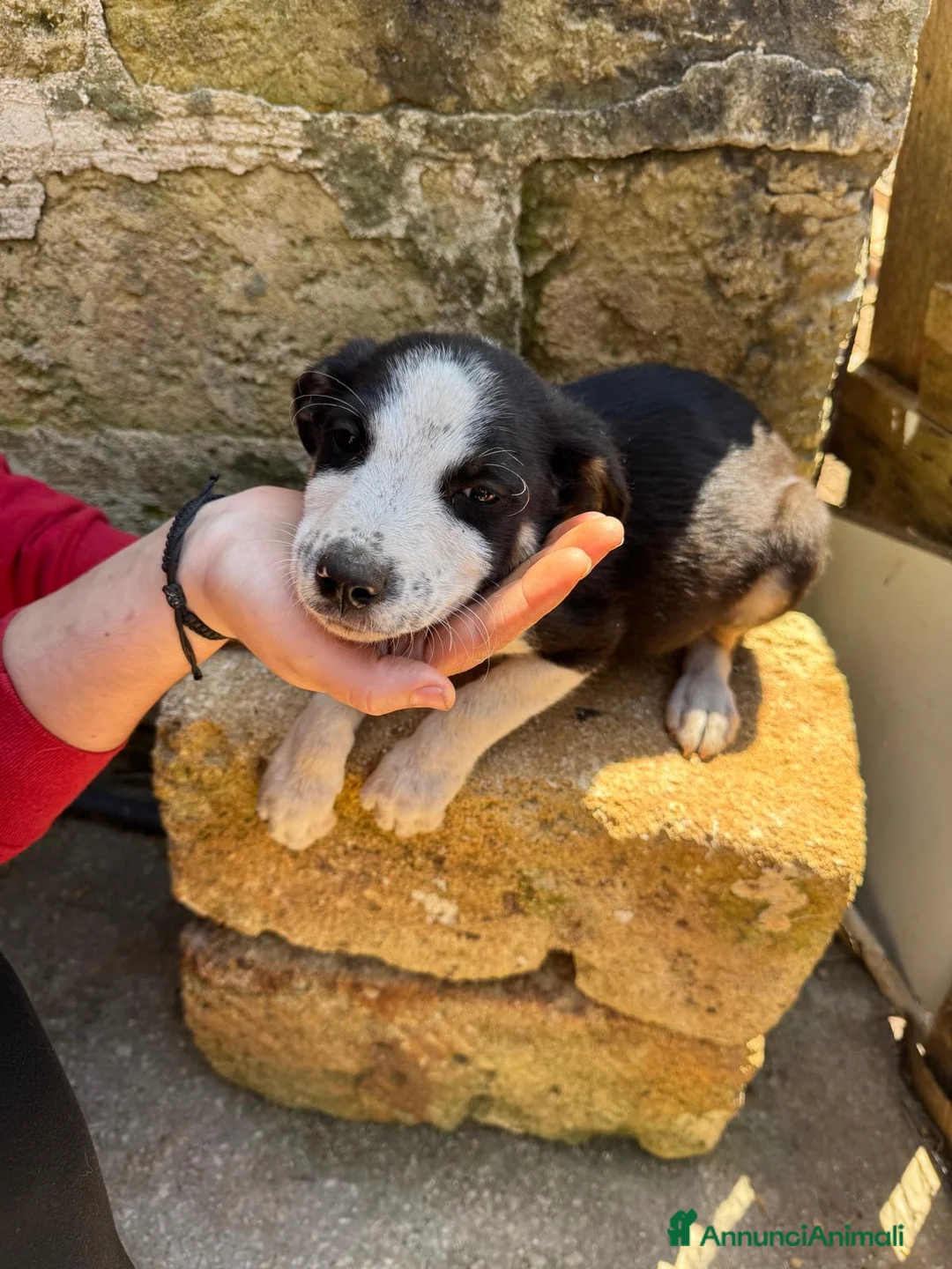 Meticcio cani in regalo: Cuccioli cercano casa - Annuncio 5
