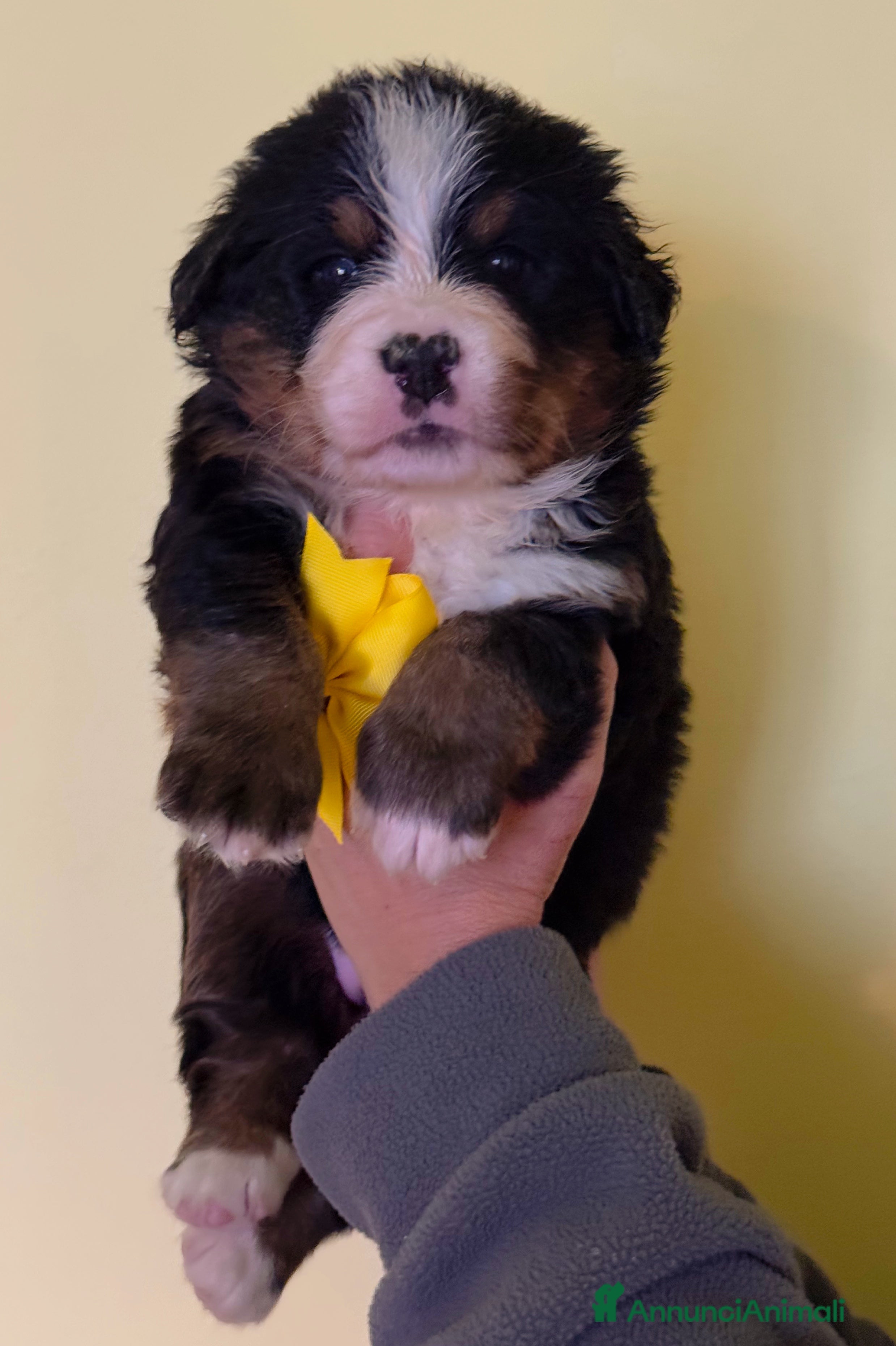 Bovaro del Bernese cani Disponibili Cuccioli Bovaro Del Bernese - Annuncio 1