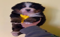 Bovaro del Bernese cani in vendita: Disponibili Cuccioli Bovaro Del Bernese - Immagine 1