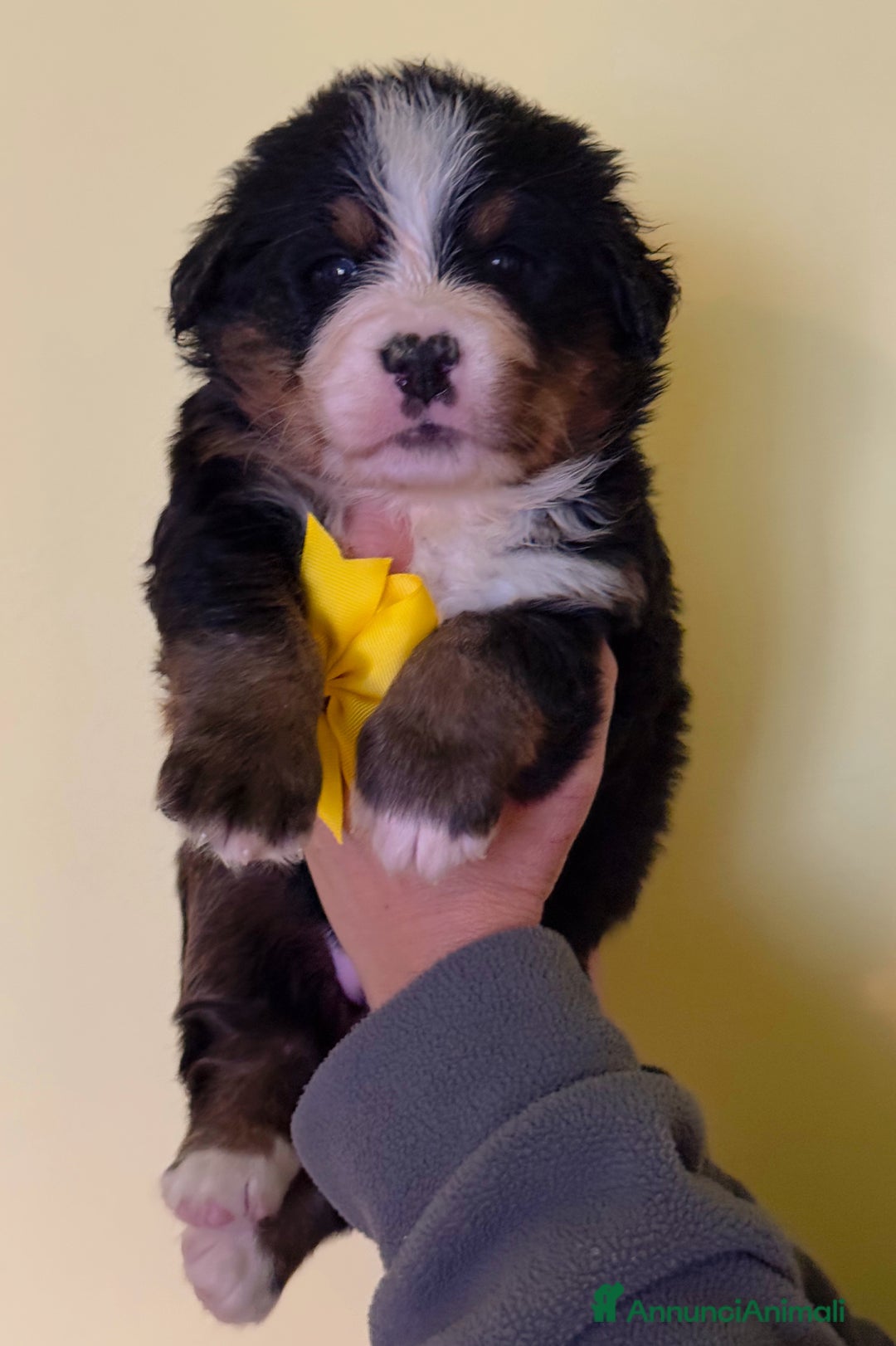 Bovaro del Bernese cani in vendita: Disponibili Cuccioli Bovaro Del Bernese - Annuncio 1