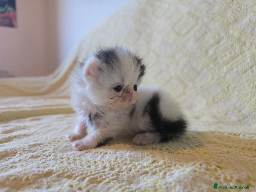 Persiano gatti in vendita: Meravigliosi Persiani - Immagine 10