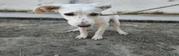 Meticcio cani in regalo: BEATRICE, IRENE E SUSY, - Annuncio 2