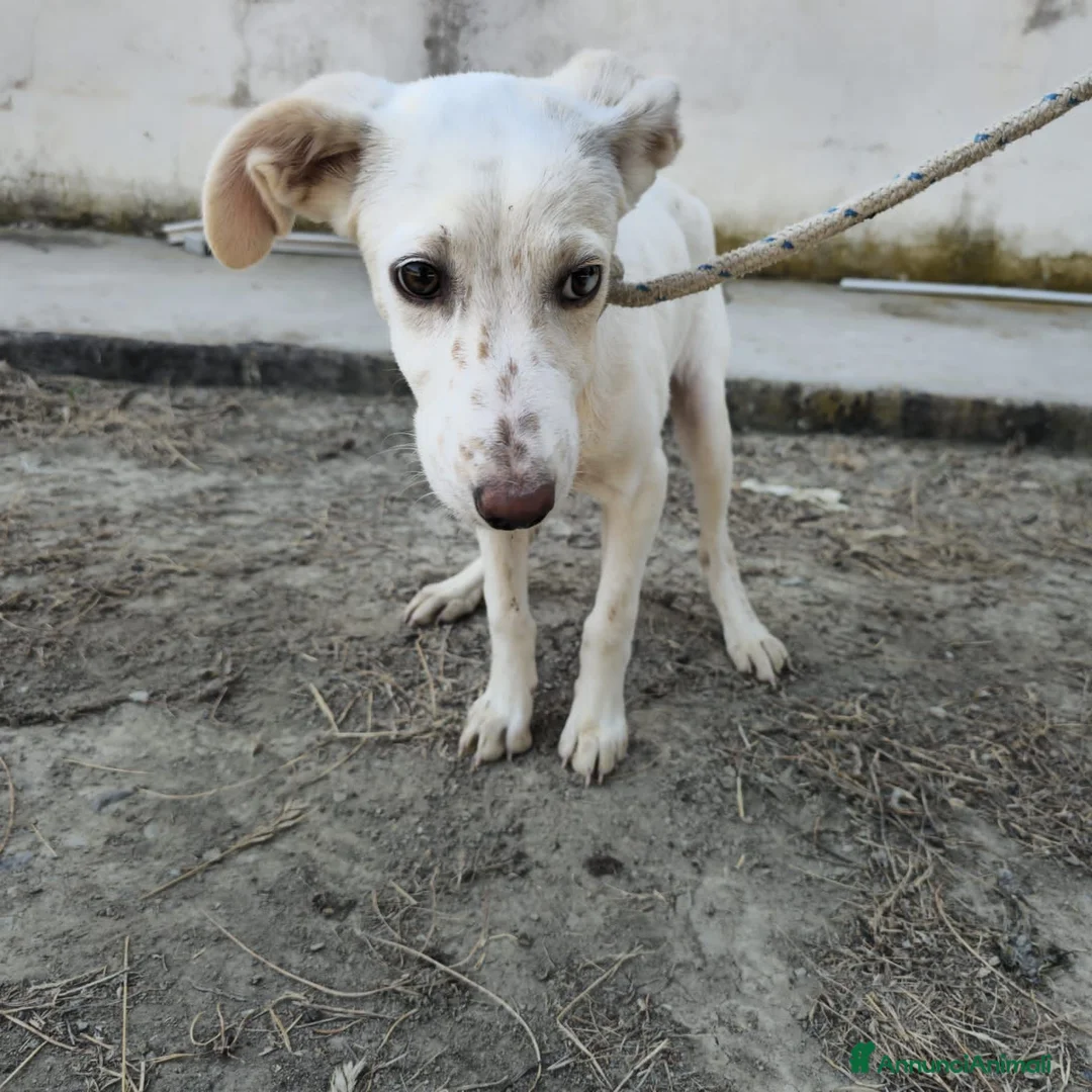 Meticcio cani in regalo: BEATRICE, IRENE E SUSY, - Annuncio 2