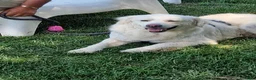 Meticcio cani in regalo: Fatima dolcissima e bravissima con tutti a Città Metropolitana di Firenze - Annuncio 4