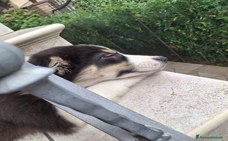 Australian Shepherd cani Cucciola pastore australiano disponibile  - Annuncio 6