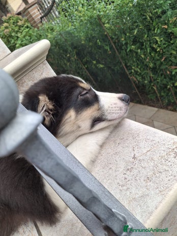 Australian Shepherd cani Cucciola pastore australiano disponibile - Annuncio 6