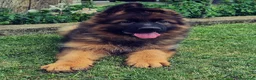 Pastore Tedesco cani in vendita: Cuccioli di pastore tedesco grigio focato - Annuncio 4