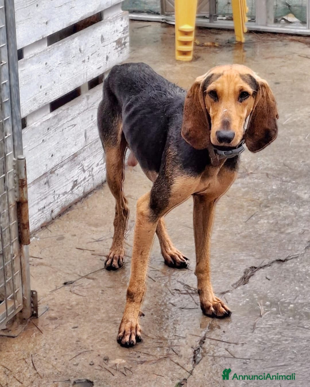 Segugio cani in regalo: BOBO 💙 -segugio mite e delicato, nessuno chiama🥺 - Annuncio 2