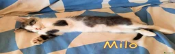Europeo gatti in regalo: MILO GATTINO DI 4 MESI - Annuncio 4