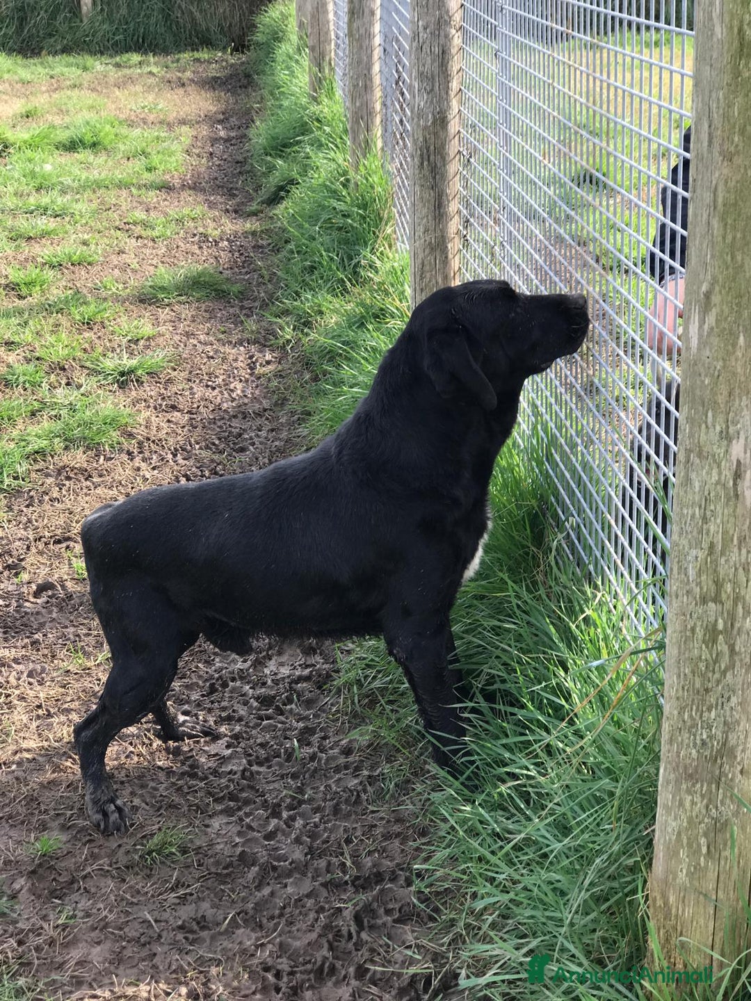 Meticcio cani in regalo: SANTO il nome giusto per lui a Provincia di Latina - Annuncio 8