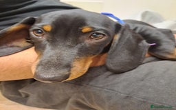 Bassotto cani in vendita: Adorabili cuccioli di bassotto  - Immagine 3