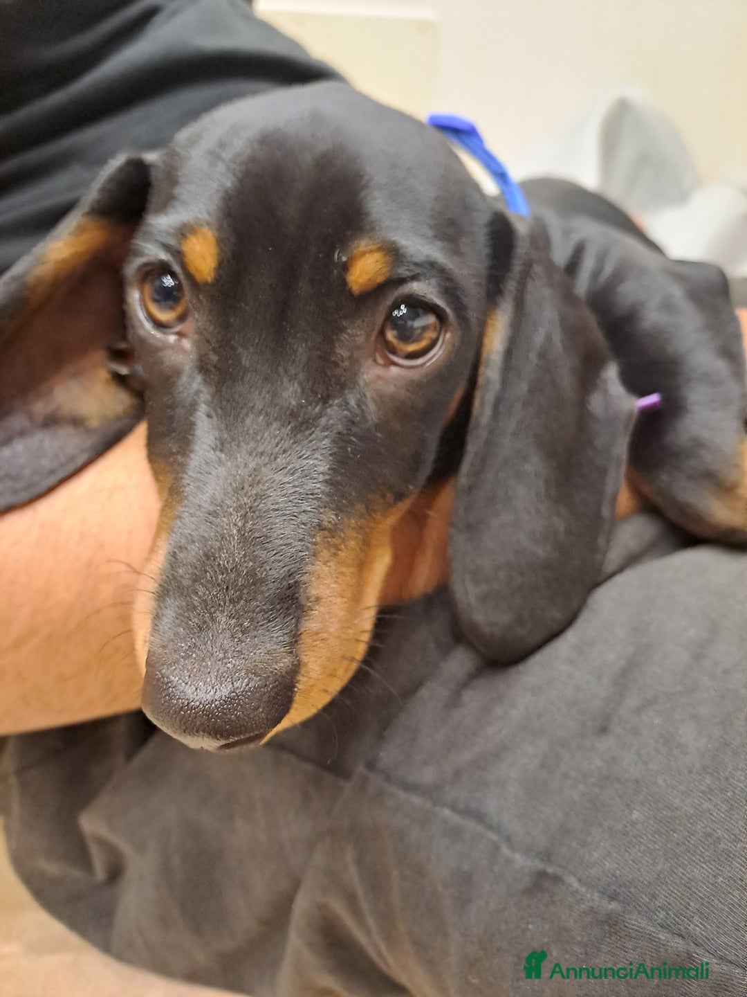 Bassotto cani in vendita: Adorabili cuccioli di bassotto  - Immagine 3