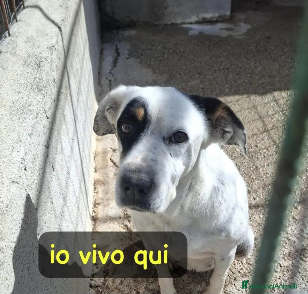 Meticcio cani Fiorella 14ANNI DI BOX E DI NULLA!! CALABRIA HELP  - Annuncio 13