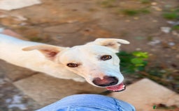 Meticcio cani in regalo: TEDDY DOLCISSIMO CUCCIOLONE a Provincia di Varese - Immagine 5