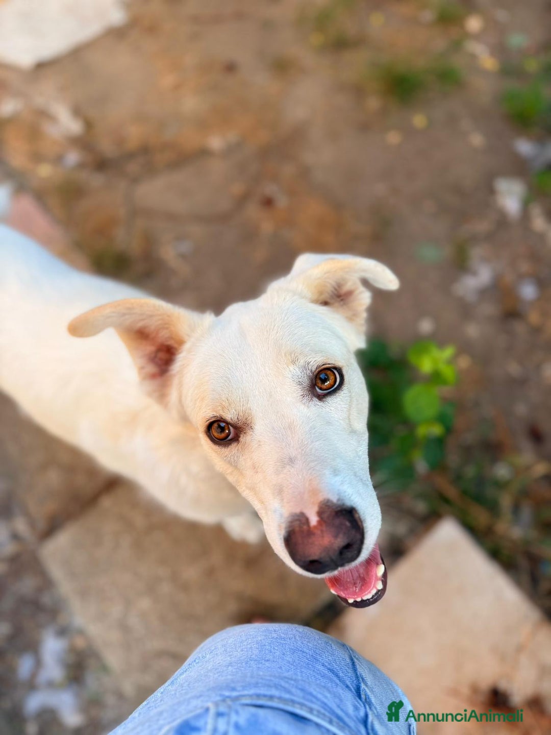 Meticcio cani in regalo: TEDDY DOLCISSIMO CUCCIOLONE a Provincia di Varese - Immagine 5
