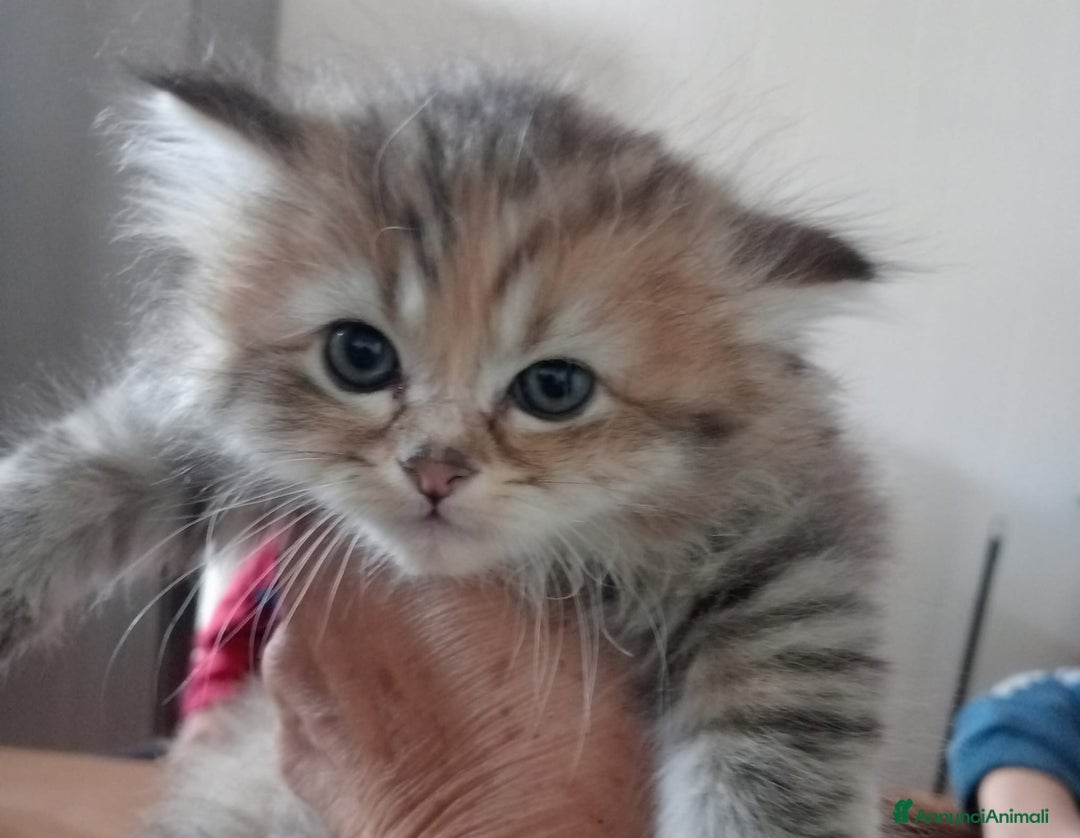 Persiano gatti in vendita: Gattini persiani normotipo  - Annuncio 23