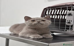 British gatti in vendita: British Shorthair  - Immagine 6