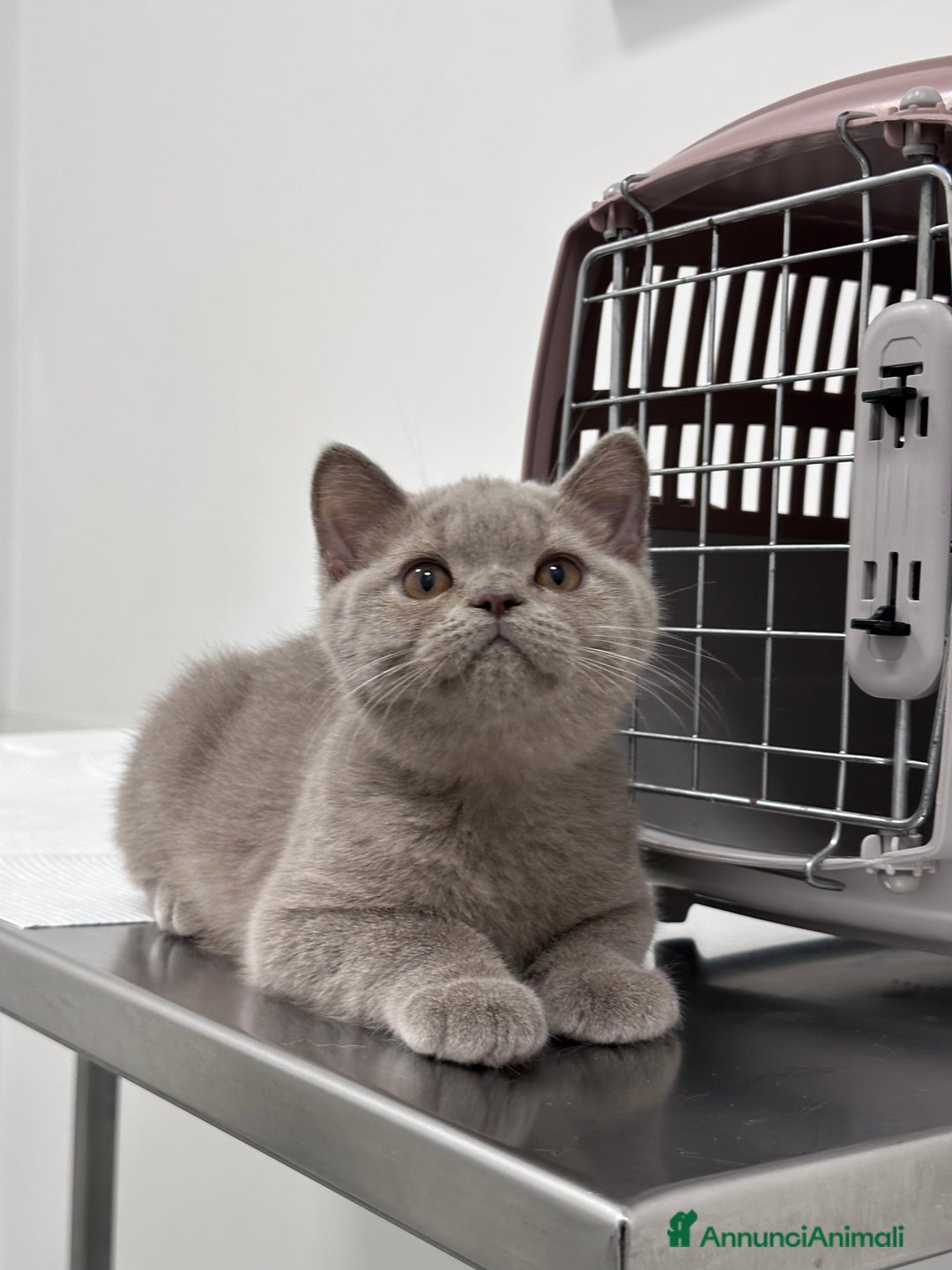 British gatti in vendita: British Shorthair  - Immagine 6