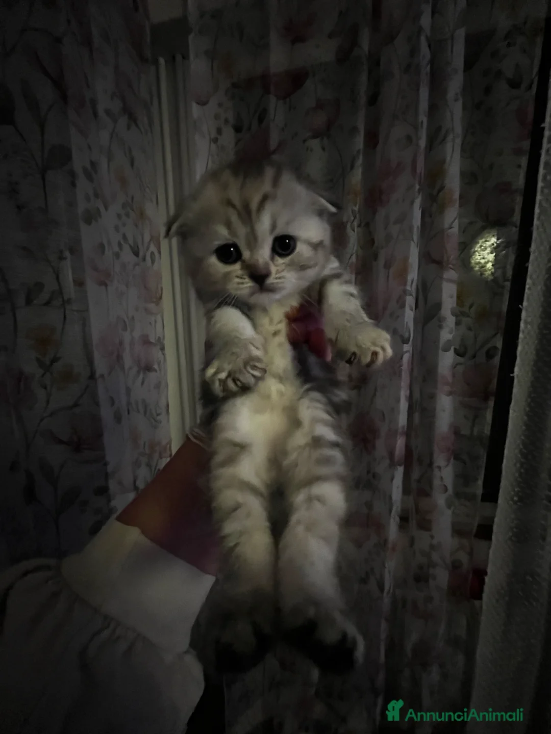 Scottish gatti in vendita: Schottish straight/fold  - Annuncio 6