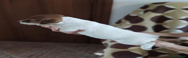 Jack Russell 5