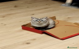 Siamese gatti per accoppiamento: Siamese per accoppiamento a Provincia di Monza e della Brianza - Immagine 6