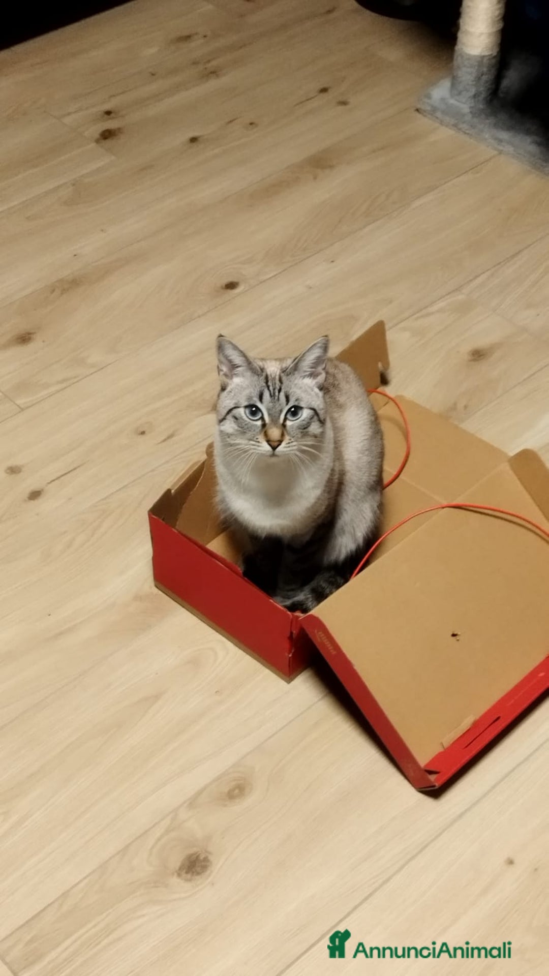 Siamese gatti per accoppiamento: Siamese per accoppiamento a Provincia di Monza e della Brianza - Immagine 6