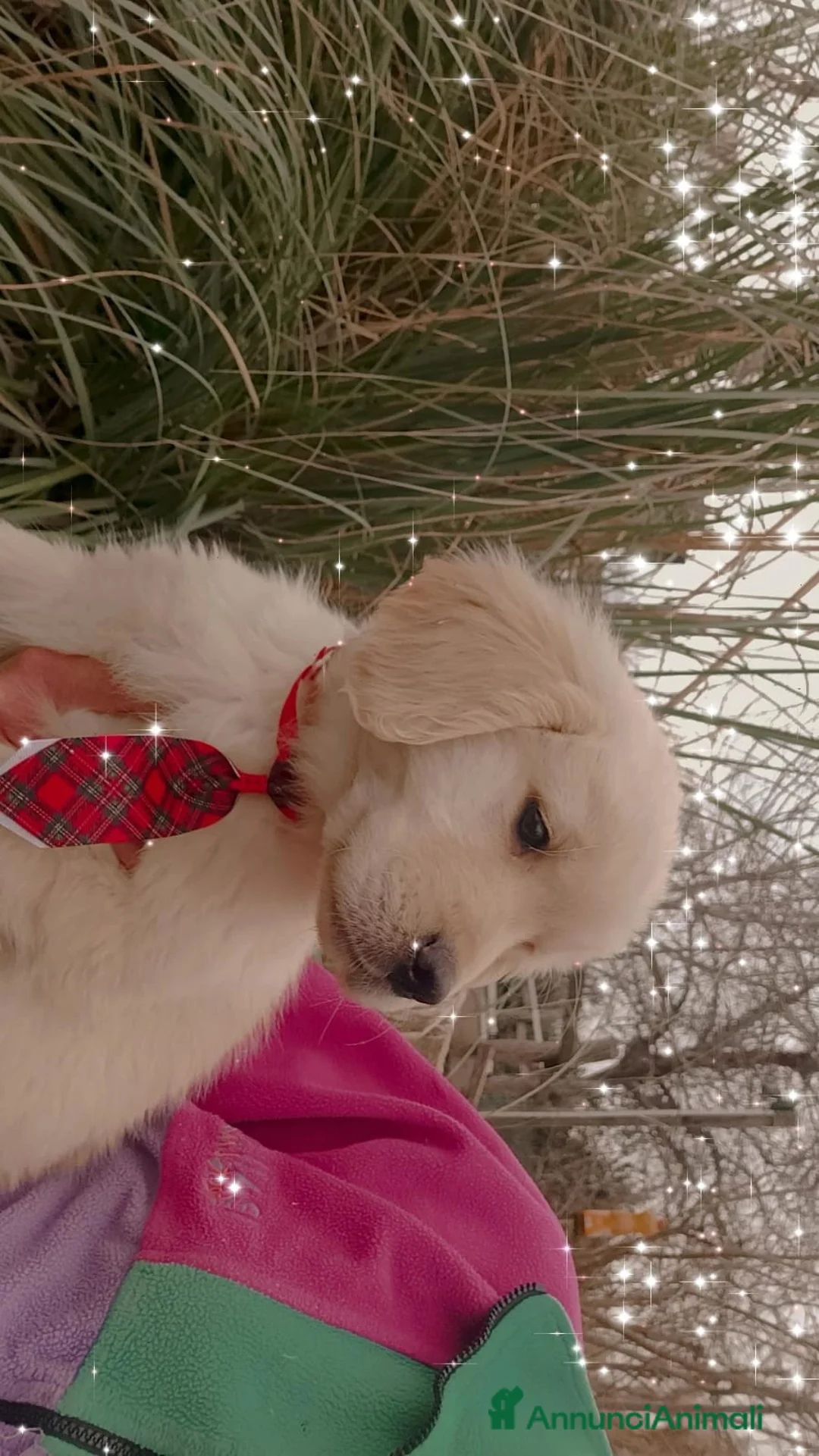 Golden Retriever cani in vendita: Cuccioli Golden retriever  - Annuncio 4