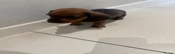 Bassotto cani in vendita: Bassotto a Provincia di Treviso - Annuncio 5
