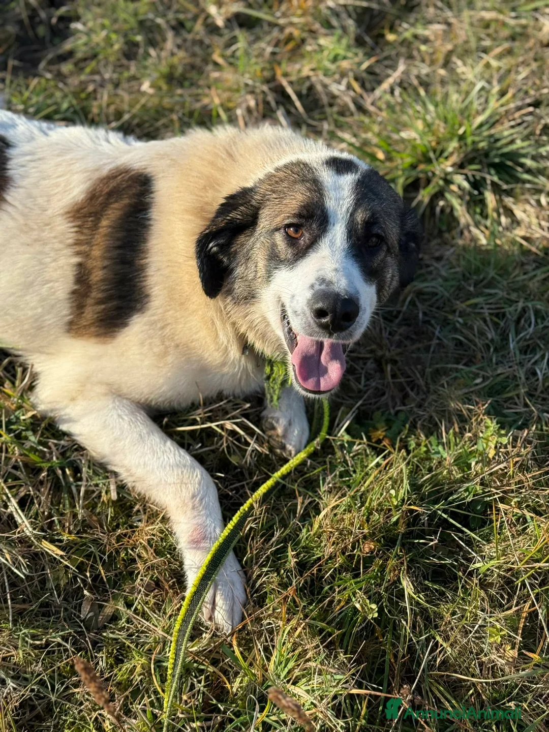 Meticcio cani in regalo: DANA, fantastica cagnolona tutta coccole! - Annuncio 2