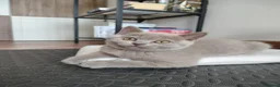 British gatti in vendita: Splendida cucciola di British Shorthair  - Annuncio 1