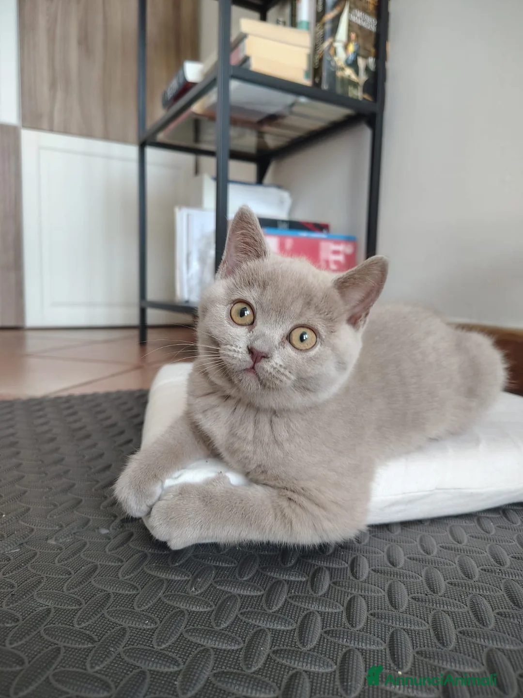 British gatti in vendita: Splendida cucciola di British Shorthair  - Annuncio 1