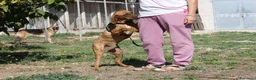 Meticcio cani in regalo: Giordan in adozione - Annuncio 5
